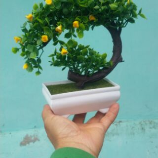 Combo 4 cây cẩm tú cầu tự chọn