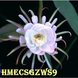 Hạt giống hoa quỳnh 20h
