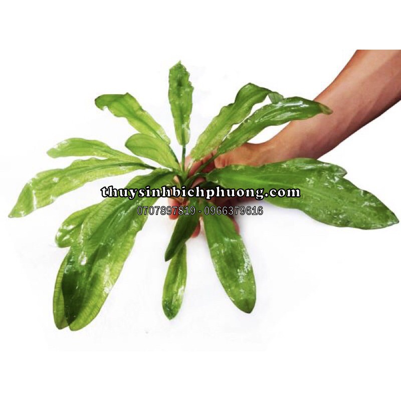 CÂY HOÀNG QUÂN THUỶ SINH - KHÔNG CẦN CO2 SIÊU DỄ TRỒNG