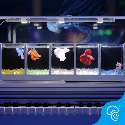 Bể cá betta acrylic 5 ngăn sang trọng hiện đại 10