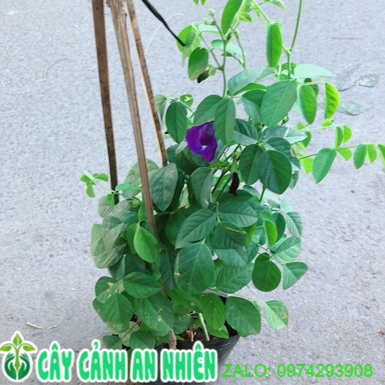 Cây Hoa Đậu Biếc