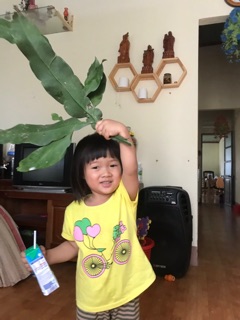 Cây giống dạ quỳnh