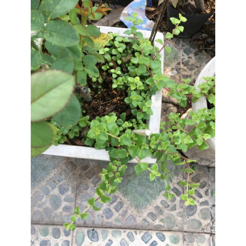 Combo 20 nhánh cây vảy rồng dài 15 đến 20 cm làm giống trồng rất dễ