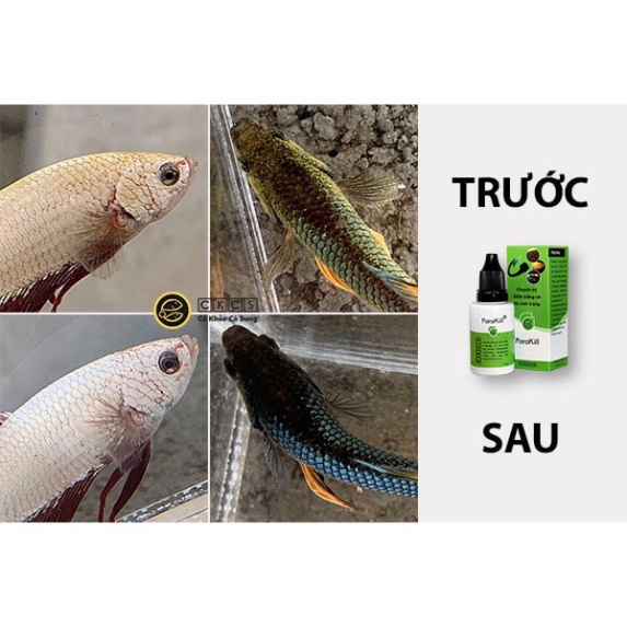 Anti - TTop - Para Chuyên chữa bệnh cá cảnh, hiệu quả, an toàn tuyệt đối