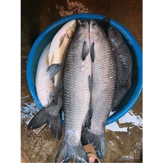 Vỗ Béo Cá Cao Cấp - Mồi Câu Dụ Cá