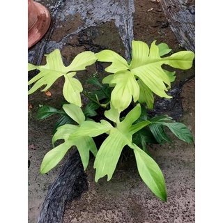 Chậu nhựa đen philodendron florida ghost