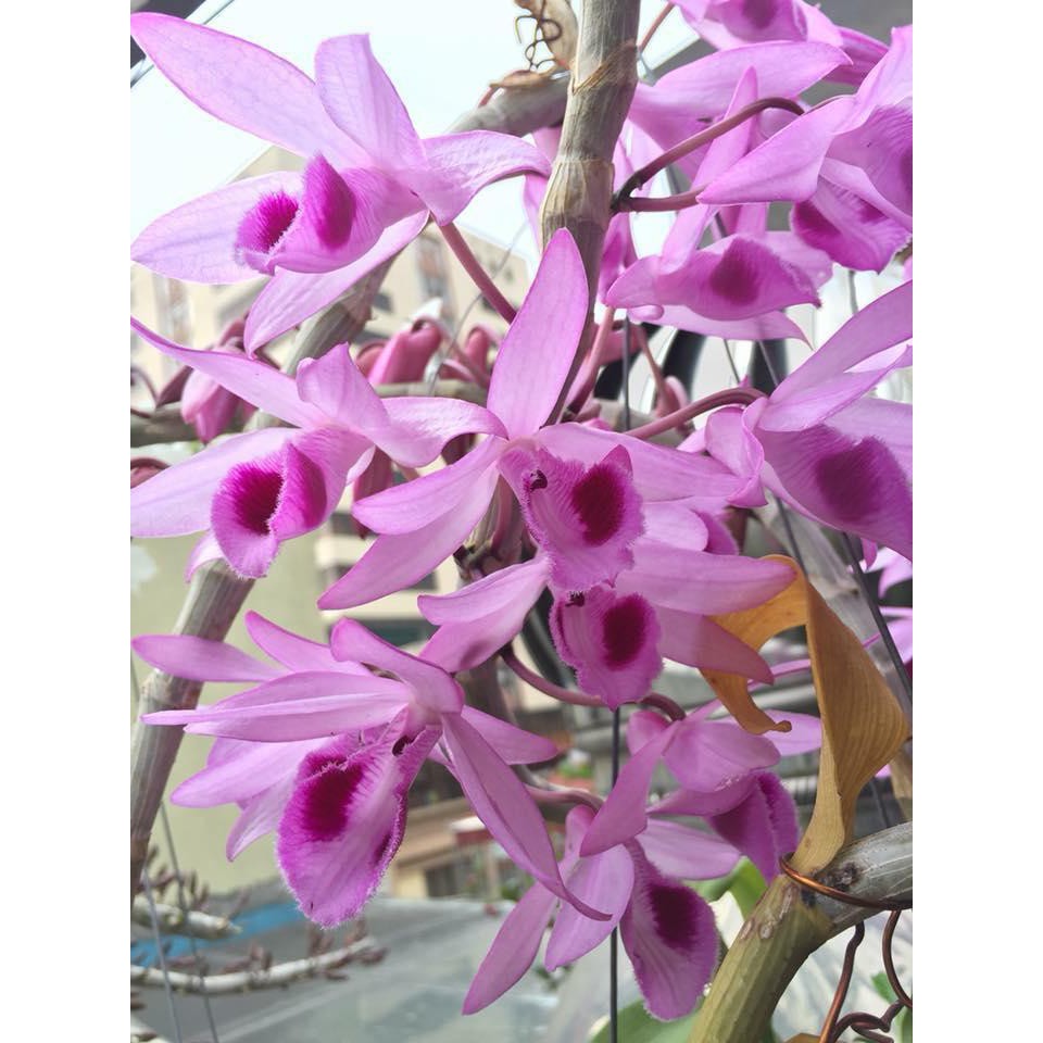 PHI ĐIỆP RỒNG LỬA