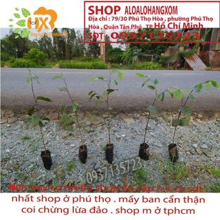 combo 5 cây sao đen -cây giống