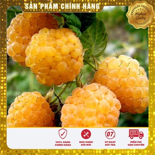Hạt Giống Mâm Xôi Vàng(10 hạt)
