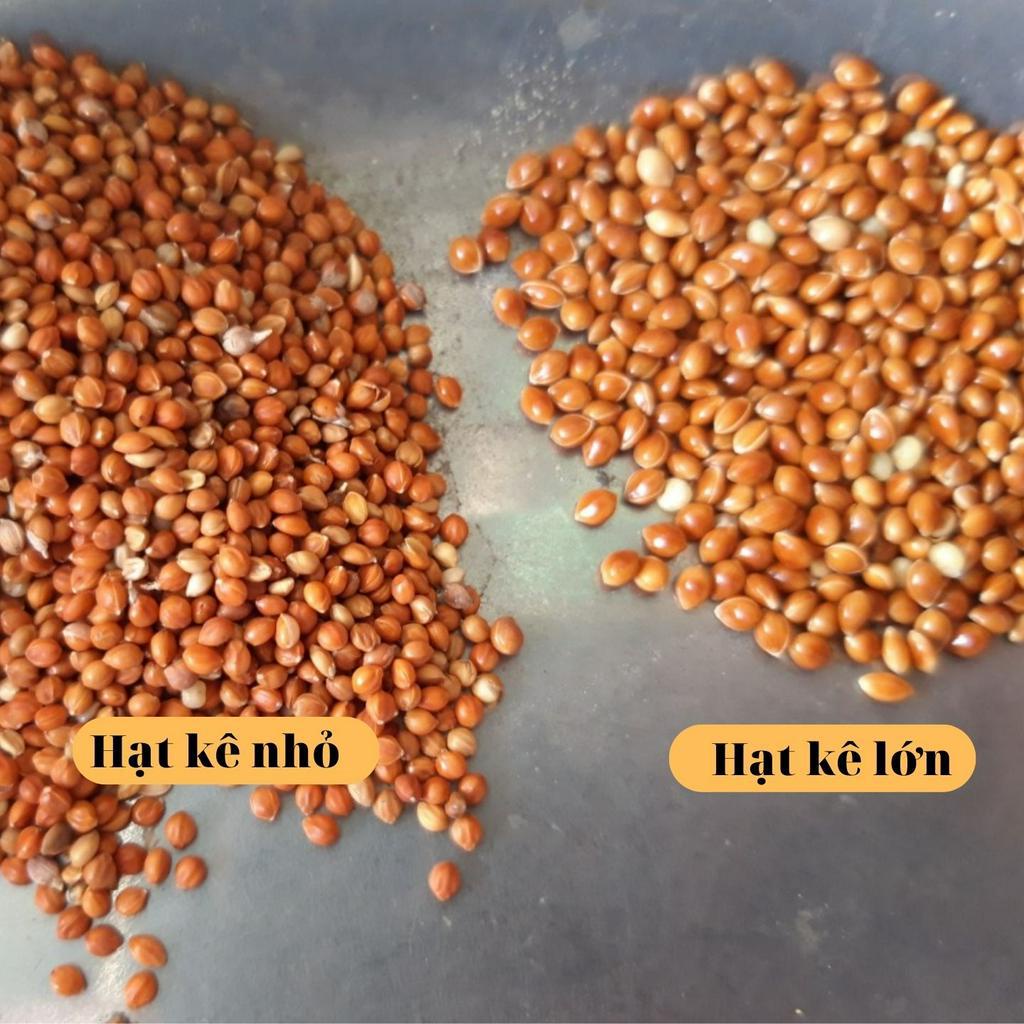 Hạt kê lớn nhỏ, kê đỏ hạt bóng túi 500 gr cho chim cu gáy, Vẹt, chim Yến Phụng, chim cảnh, Hamster và các dòng chim sẻ
