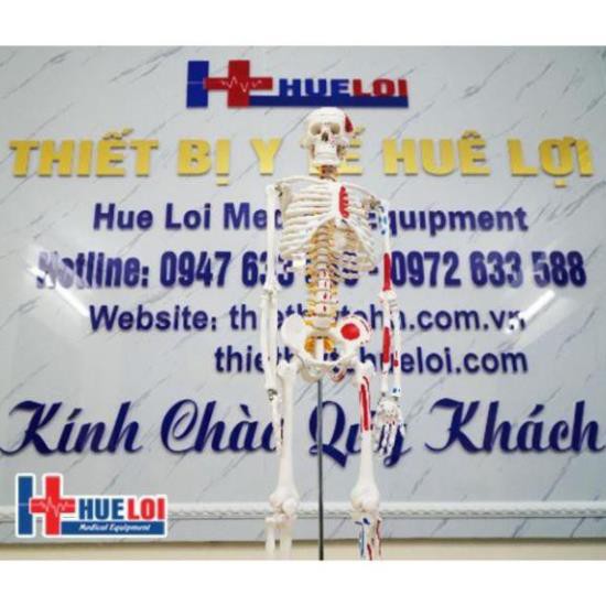 Mô Hình Hệ Xương Người Kèm Rễ Thần Kinh 85 cm