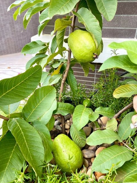Ổi Nữ Hoàng .... đang hoa