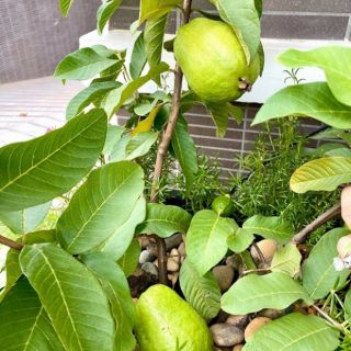 Cây 🌲 Ổi Nữ Hoàng .... đang hoa