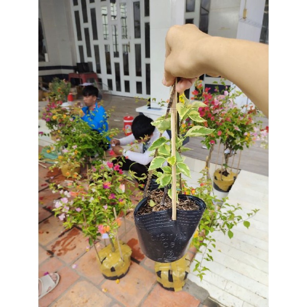 Hoa giấy Cẩm Thạch zin