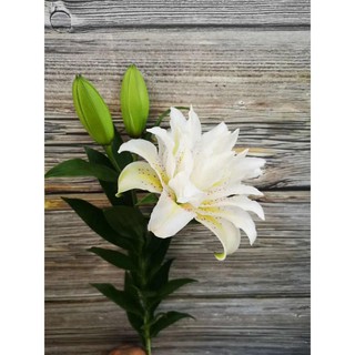 Củ Ly Thân cao Hoa Kép Màu Hồng Phấn (Củ Ly Giống)