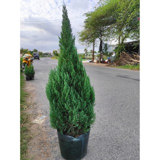 Sơn Tùng (trang trí noel) LOẠI TÁN TRÒN DẦY ĐẸP