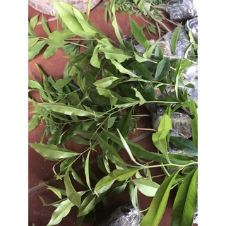 10 cây trầm hương