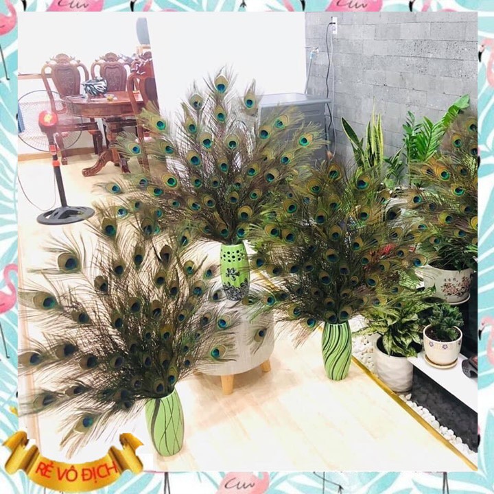 LÔNG CÔNG PHONG THỦY 🌿 FREESHIP 🌿 GIẢM CHỈ CÒN 5K/ CÀNH LÔNG CÔNG 100% TỰ NHIÊN (LÔNG CÔNG ĐẸP) | BigBuy360 - bigbuy360.vn