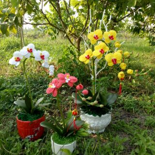 Combo hoa lan hồ điệp