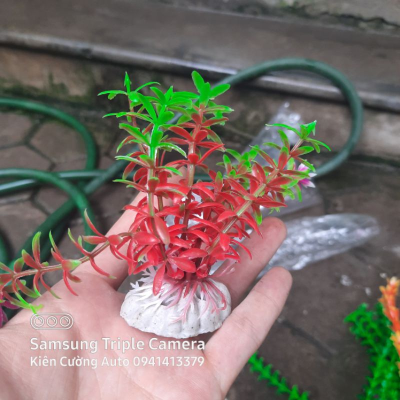 Cây cảnh Trang Trí Bể Cá Size Lớn  - Đồ Trang Trí Hồ Cá