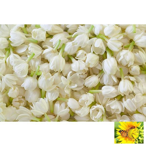 Gói 20 hạt giống hoa nhài