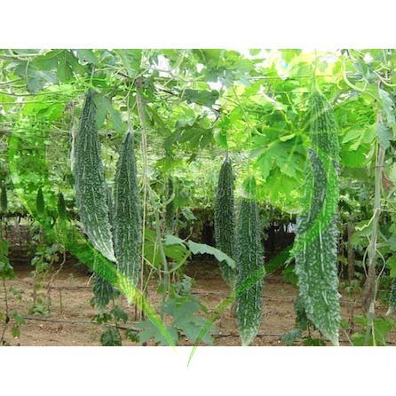 Hạt giống khổ qua rừng F1 HN 105 trái dài - gói 10 hạt