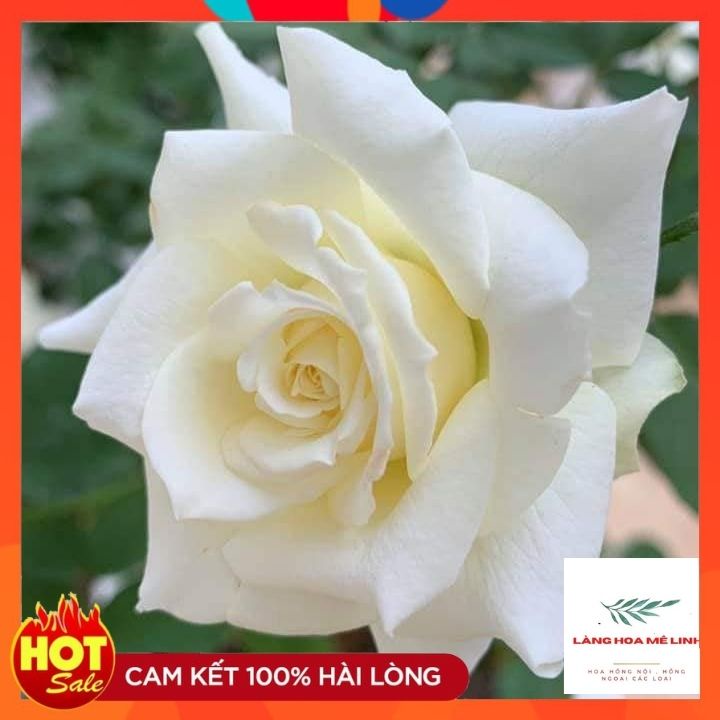 Hoa Hồng Ngoại pope John Paul II[🏵️🏵️🏵️🏵️🏵️🏵️] là giống hoa hồng màu trắng bạch tinh khiết, có hương thơm nhẹ nhàng.