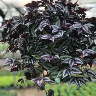 Chậu treo Thài Lài tím sooc xanh duyên thì dáng là cây thuốc quí nhiêu công dụng giá chỉ 50k