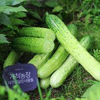 [ Deal 3K ] - 5 hạt giống Dưa chuột nếp ( Hạt giống Thanh Tâm )