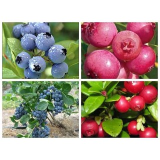 HẠT GIỐNG VIỆT QUẤT ĐỎ VÀ TÍM