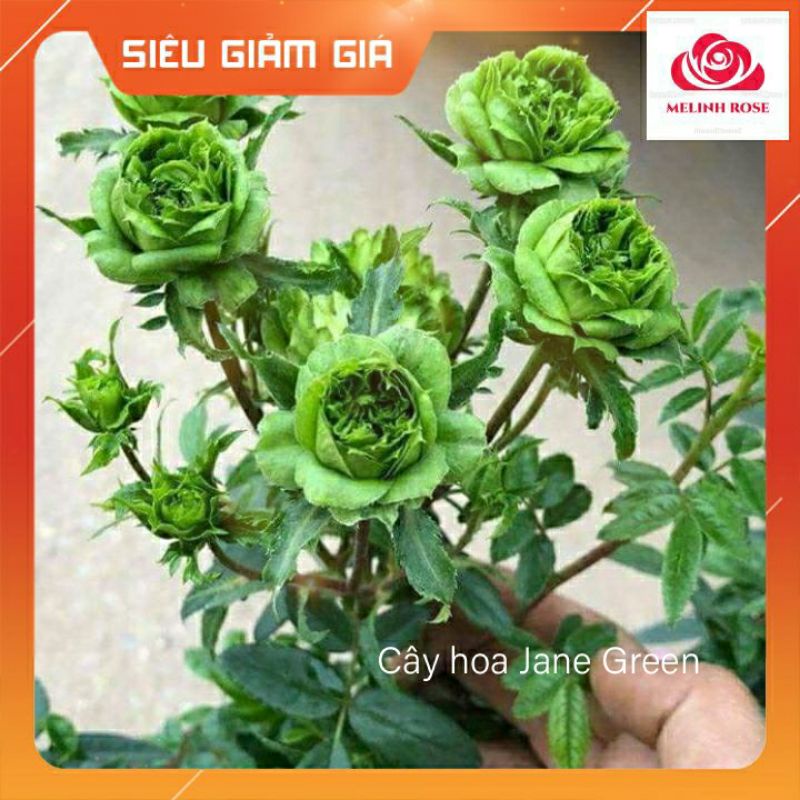 Hoa hồng xanh Jane Green rose- Biểu tượng cho tình yêu bất diệt-Vườn Hoa Melinhrose