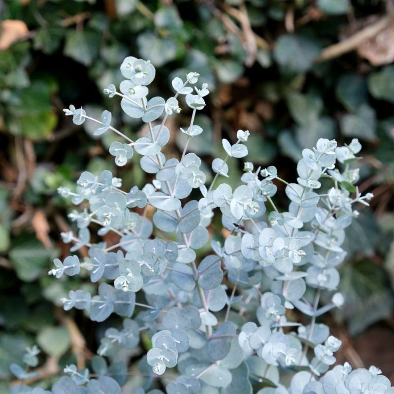 cây mimosa - cây huynh điệp lá bạc