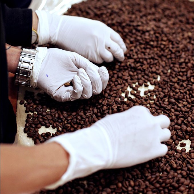 Cà phê Robusta cao cấp  - Hương vị đậm đà - nguyên chất 100% - Gói 500gr - Belvico coffee