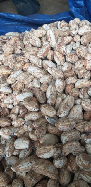 Chuối rừng khô cả quả