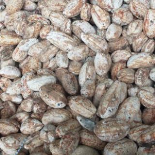 Chuối rừng khô cả quả