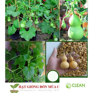 Hạt Giống Bầu Hồ Lô - Mini Siêu Kute 5 HẠT