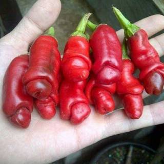 Hạt ớt CU TÍ Pepper 15H