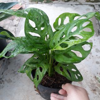 3 cây lá xanh