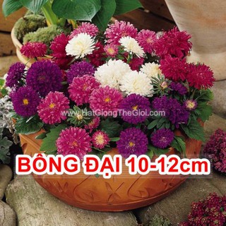 1GR 450.HAT Hạt Giống Hoa Cúc Đài Loan BÔNG ĐẠI 12CM Lùn Milady (KD| -KD: B31*V44*M229)