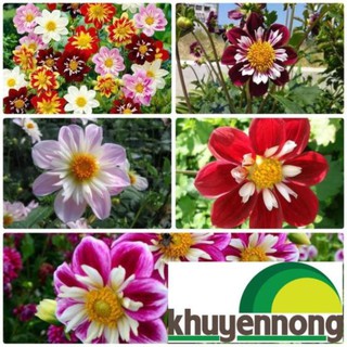 hạt giống hoa thược dược kim cương 40 hạt