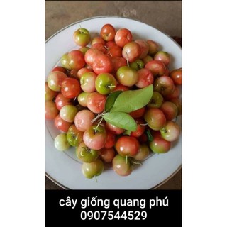 GIỐNG SƠRI THÁI CHIẾT CÀNH