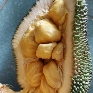 1 cây giống mít tố nữ vị sầu riêng