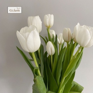 Tulip màu trắng (bó 10 bông)| Ship hỏa tốc| Hoa tươi Gi.farm