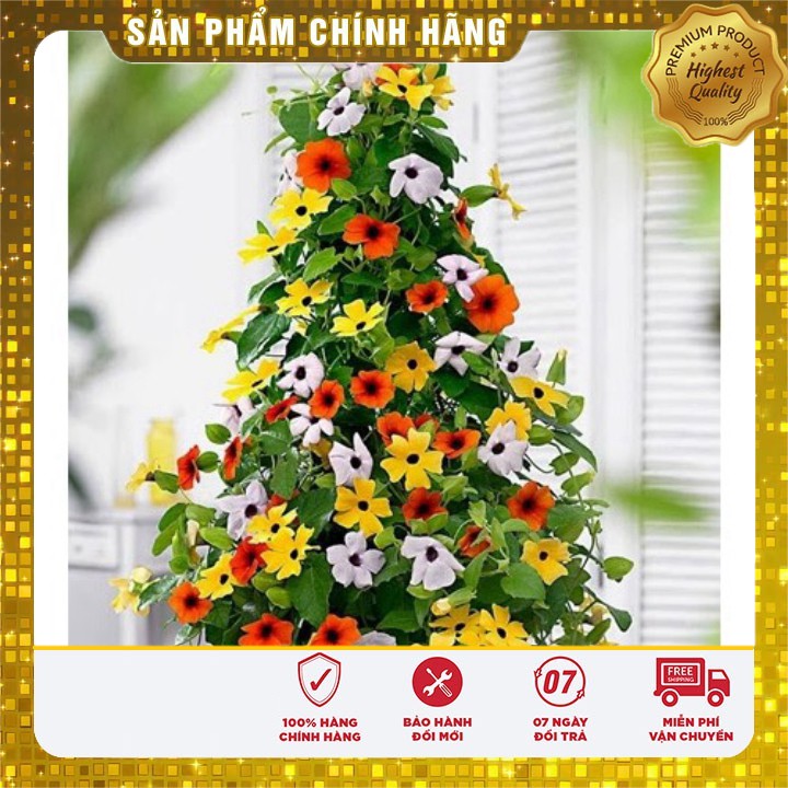 Hạt giống Hoa Ánh Dương ( 04 hạt)