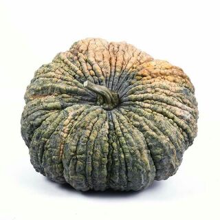 HẠT GIỐNG BÍ NGÔ DA CÓC THÁI LAN