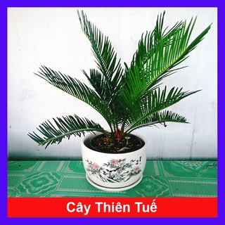 Cây thiên tuế - cây cảnh để bàn - caykiengsadec