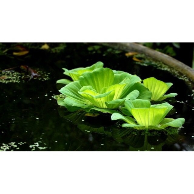 Bèo cái thủy sinh, bèo tai tượng