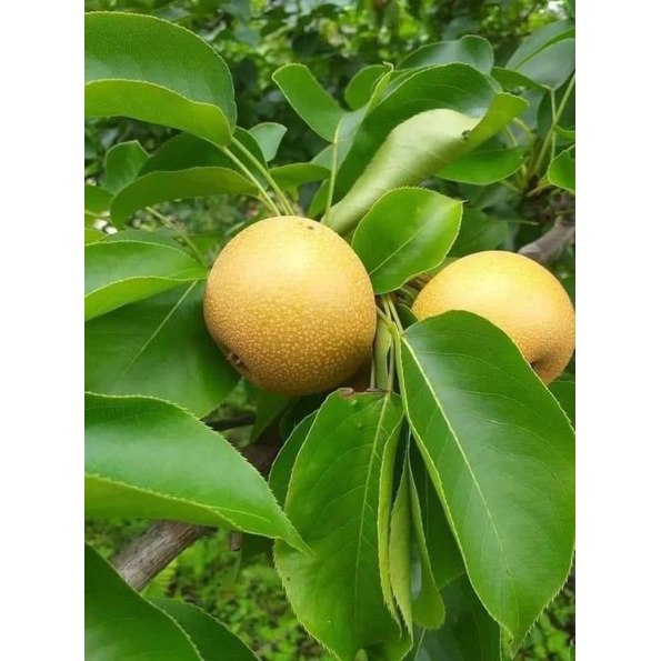 Cây giống lê nâu