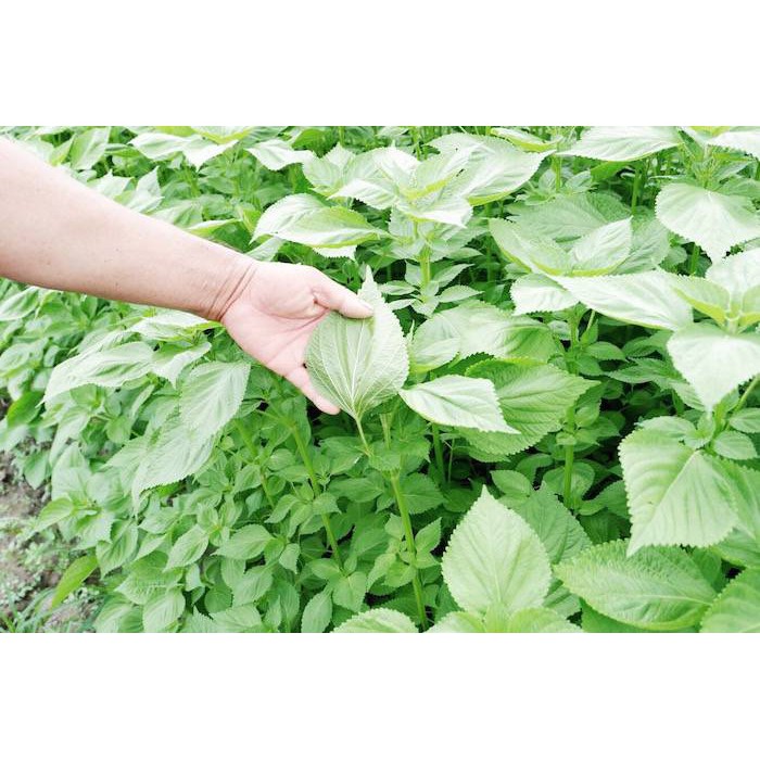 HẠT RAU THƠM MÈ LÁ MÈ HÀN QUỐC - GÓI 1 GRAM