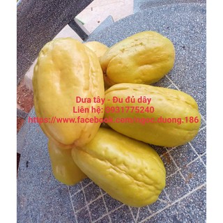 Hạt dưa tây - 20 hạt